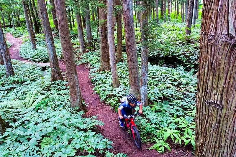 Mountain biker riding a forest trail through cedar trees and ferns near Hakuba